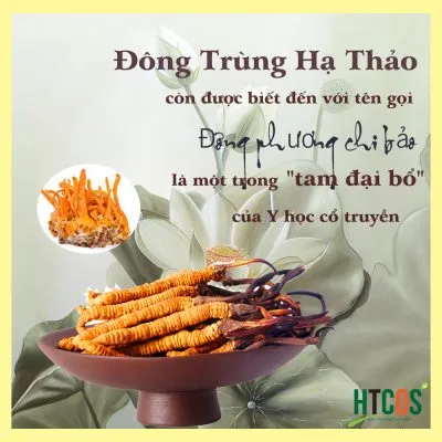 Tại Sao Đông Trùng Hạ Thảo Được Ví Như Thần Dược Chữa Bách Hư, Bách Tổn