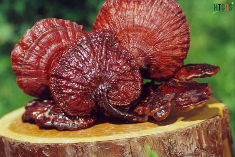Sâm và nấm linh chi